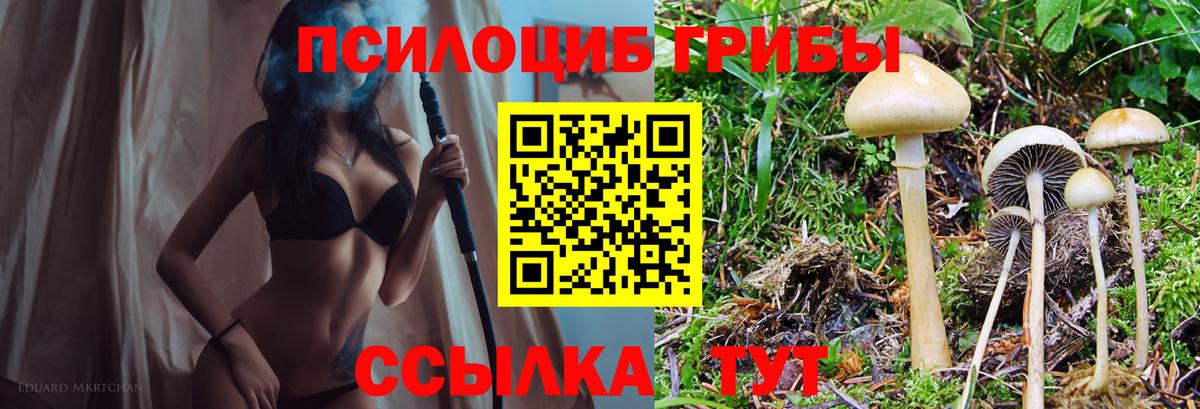 Псилоцибиновые грибы Psilocybine cubensis Обнинск